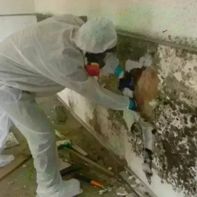 Mold Remediation and Removal in De Witt, AR